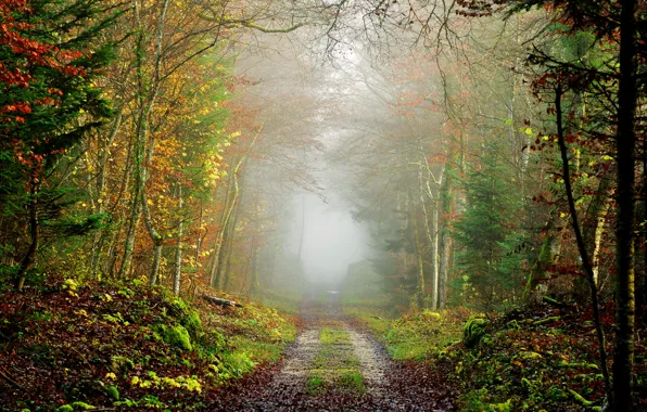 Road, autumn, forest, fog
