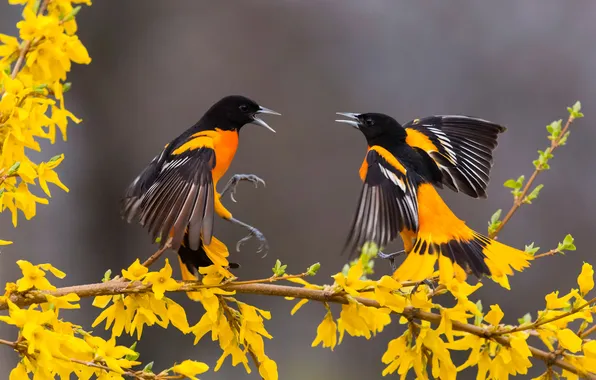 Flowers, birds, branches, spring, yellow, grey background, a couple, Duo