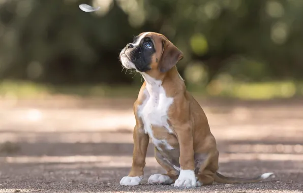 Road, light, dog, puppy, boxer, a feather