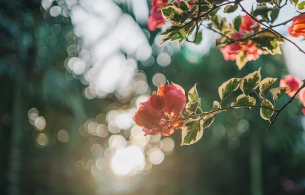 Leaves, light, flowers, branches, blur, spring, leaves, orange