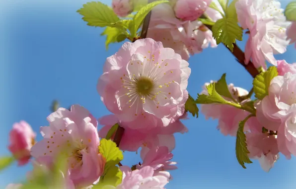 Flowers, nature, holiday, beauty, spring, may, flowering, almonds