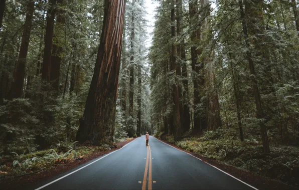 USA, forest, road, trees, nature, California, landscapes, street
