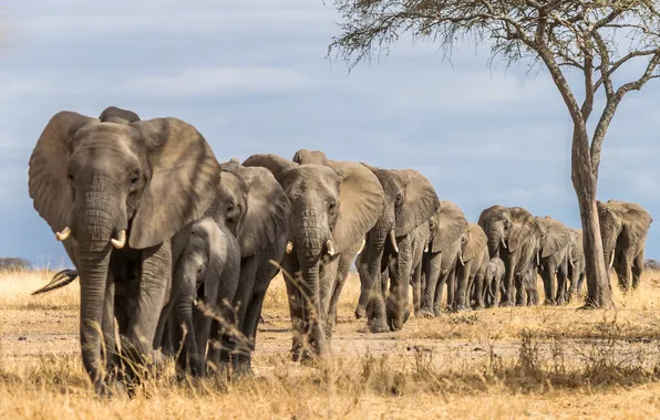 Animals, elephants, Africa, elephant, stove