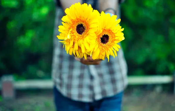 Picture flowers, yellow, petals