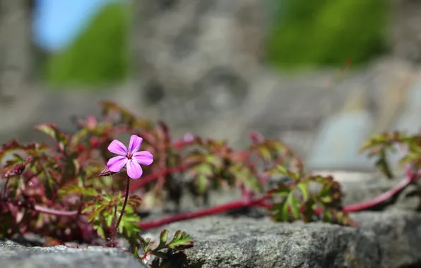Picture flower, leaves, macro, pink, stone, Liana, shoots