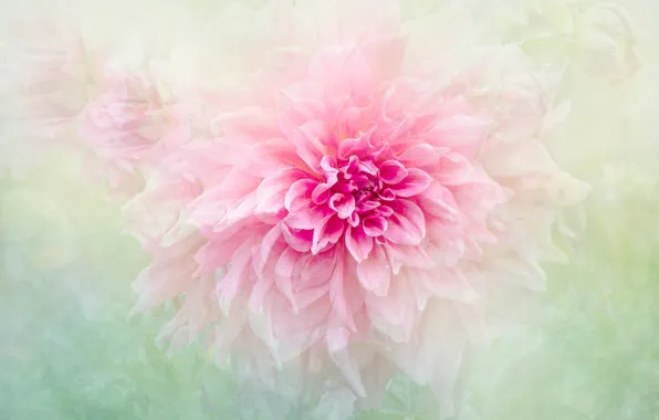 Picture macro, flowers, treatment, blur, petals, pink, dahlias