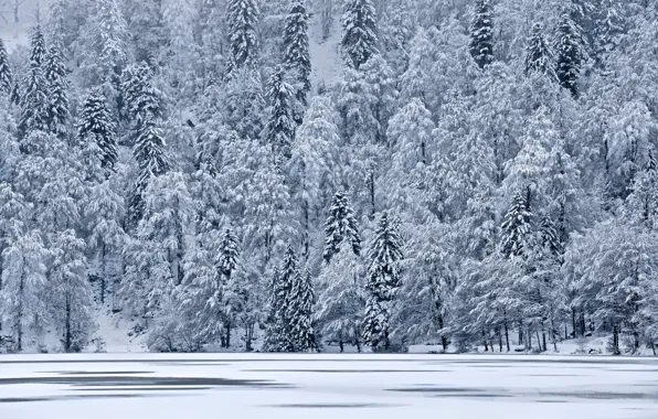 Ice, winter, snow, trees, lake, tree, mountain, slope