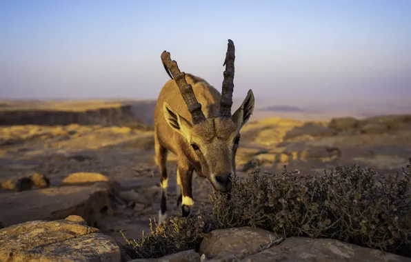 The sky, stones, vegetation, goat, horns, mountain, goat, mountain