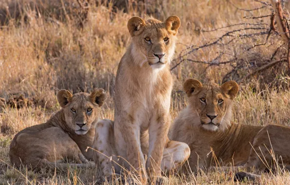 Picture grass, look, nature, Savannah, three, lions, the cubs, trio