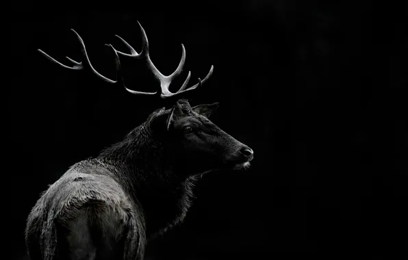 Background, deer, lighting, horns