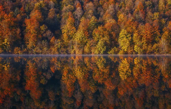 Autumn, forest, trees, lake, reflection, France, France, Franche-Comte