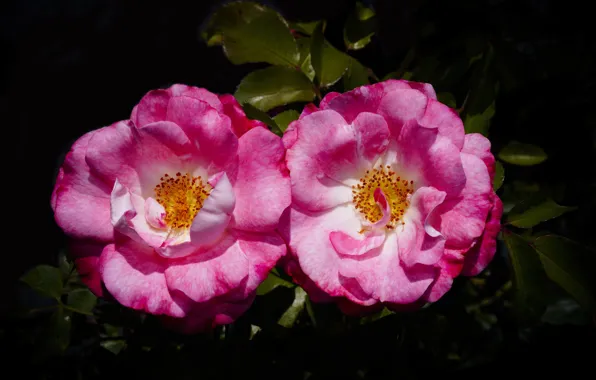 Two, roses, pair
