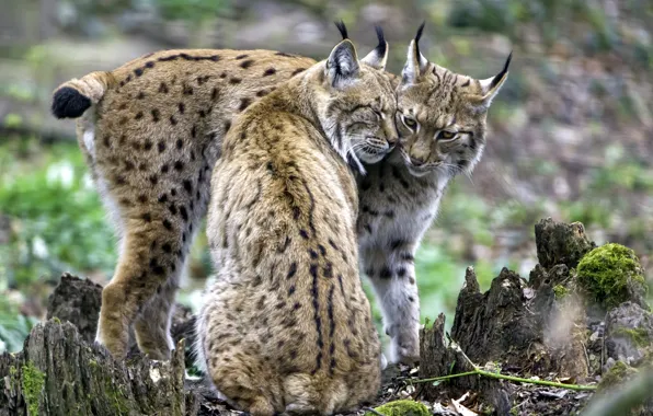 Feelings, pair, lynx