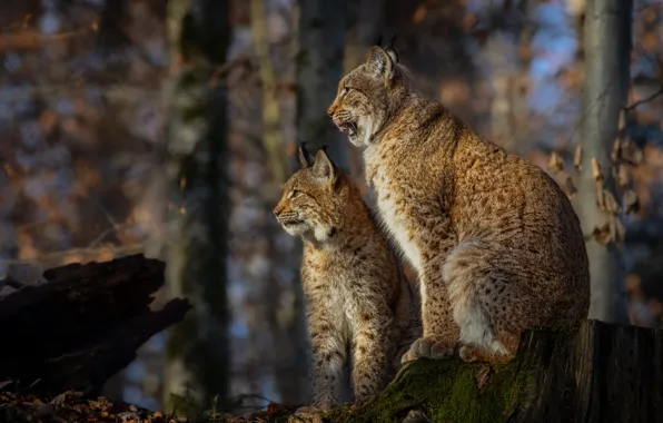 Forest, language, trees, nature, stump, pair, profile, lynx
