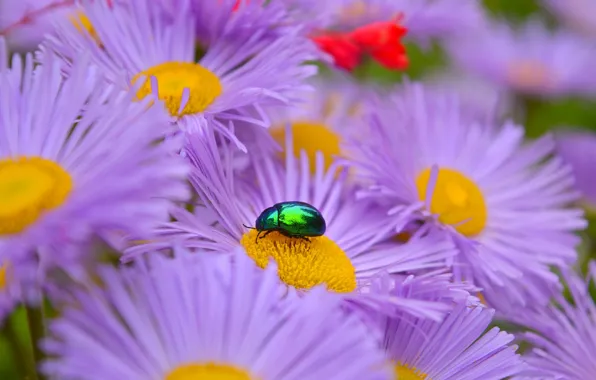 Picture Macro, Beetle, Flowers, Macro, Purple flowers, Asters, Purple Flowers, Asters