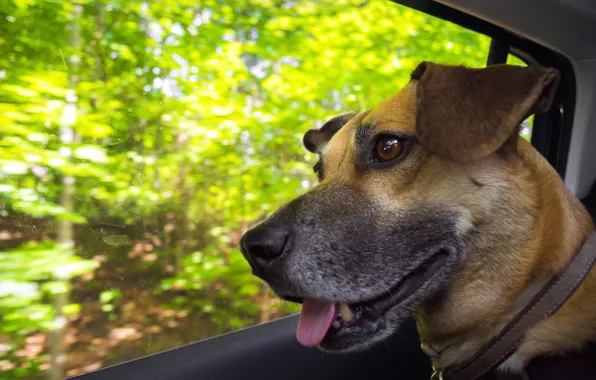 Face, dog, car