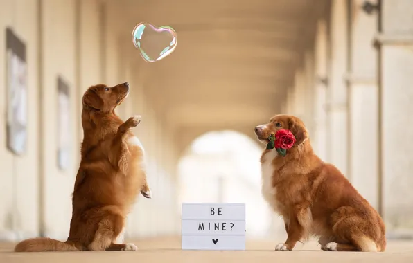 Dogs, flower, love, heart, rose, dog, corridor, pair