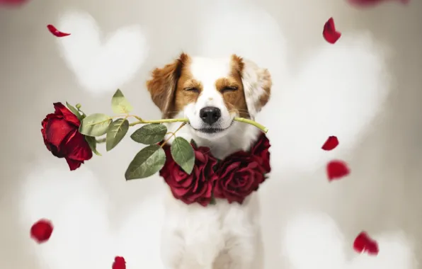 Flowers, roses, dog, petals, congratulations, Valentine's Day