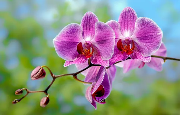 Sprig, background, Orchid, Phalaenopsis, buds, Valery Ushakov