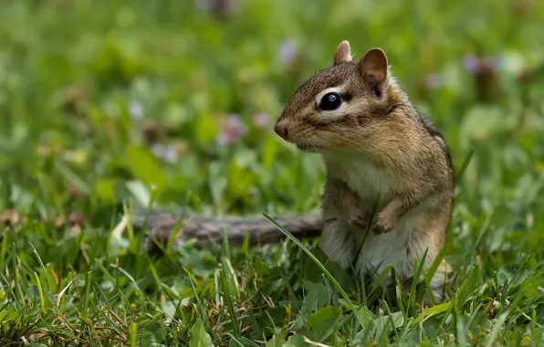Grass, look, pose, glade, legs, muzzle, Chipmunk, green background