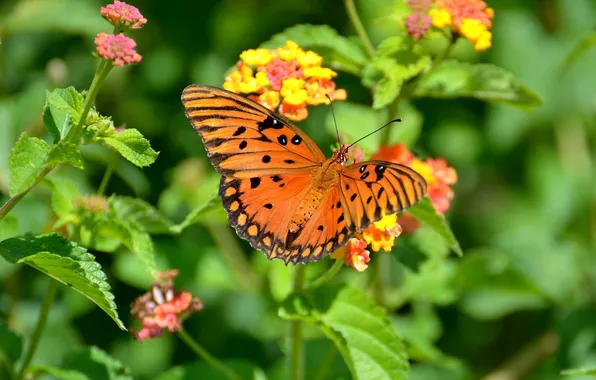 Flowers, macro, butterfly, wings, beautiful, closeup