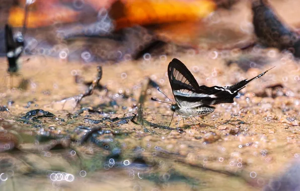 Drops, glare, butterfly