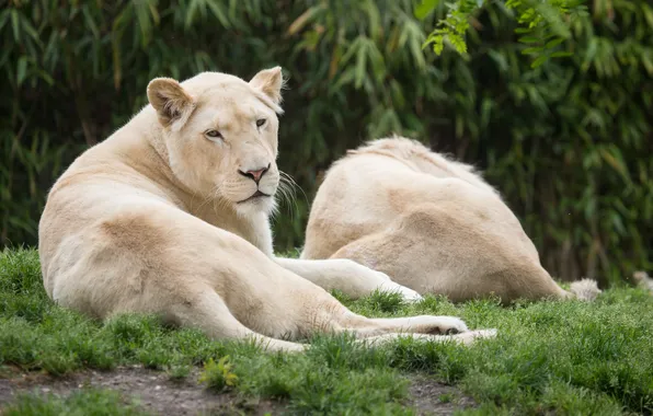 Grass, cats, stay, lioness, white lions