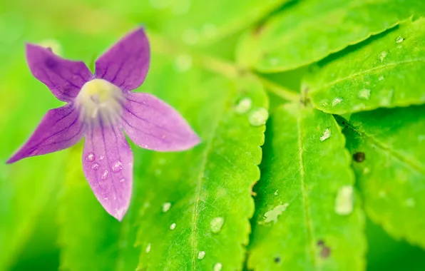 Flower, drops, nature, sheet, Rosa, petals