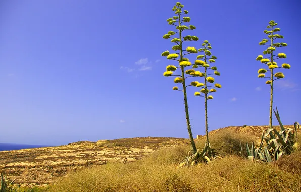 Picture flower, the sky, grass, rocks, plant, Malta, Dwejra