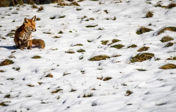 Picture winter, snow, nature, Fox