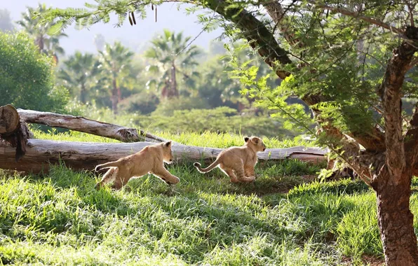 The game, chase, predator, baby, family, running, pair, cub