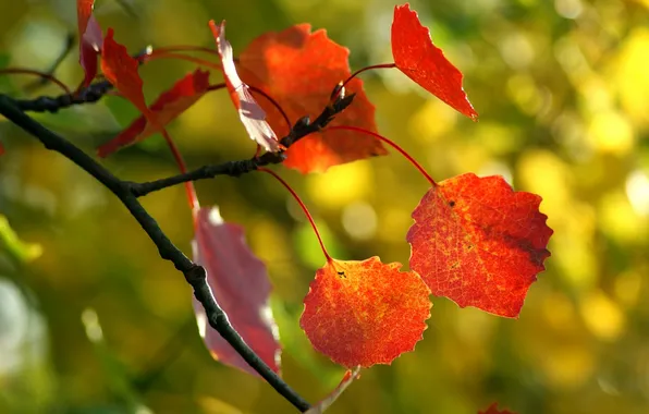 Forest, nature, beauty