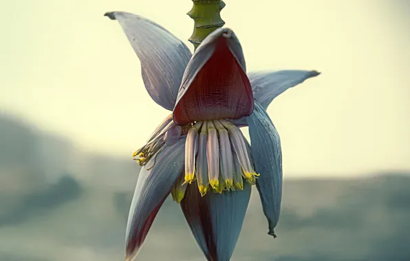 Picture macro, background, bananas, flowering