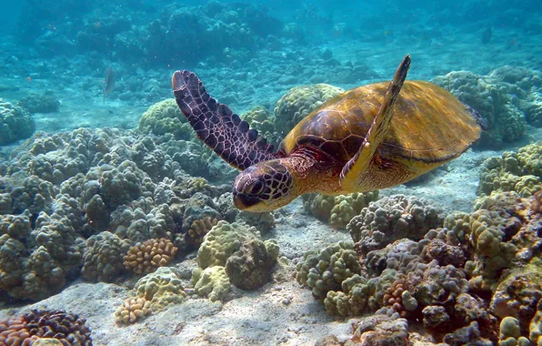 Picture the ocean, turtle, corals
