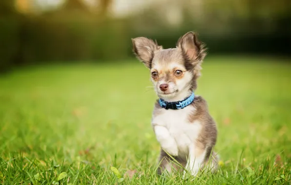Picture grass, dog, face, lawn, Chihuahua, bokeh, doggie, foot