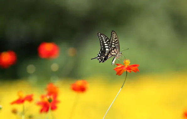 Picture macro, flowers, butterfly, moth