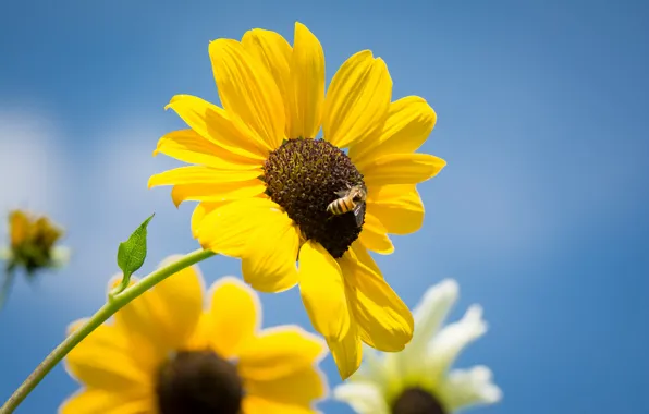 Leaves, flowers, petals, stem, bees, blue sky