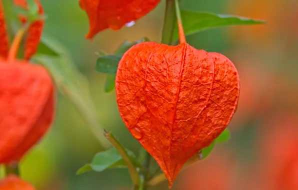 Macro, bright, Physalis, Fonari