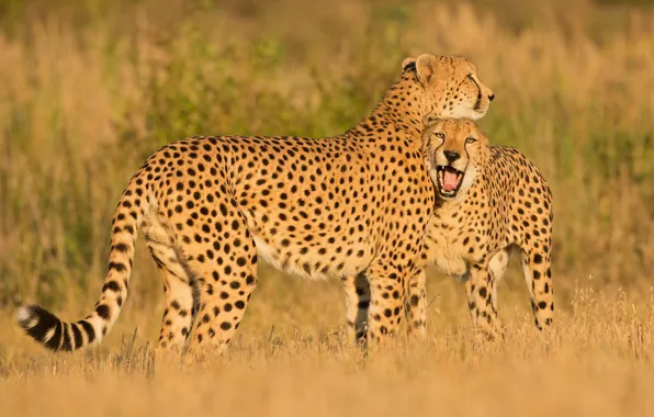 Field, face, Cheetah, grin, cub, mom, cheetahs, two Cheetah