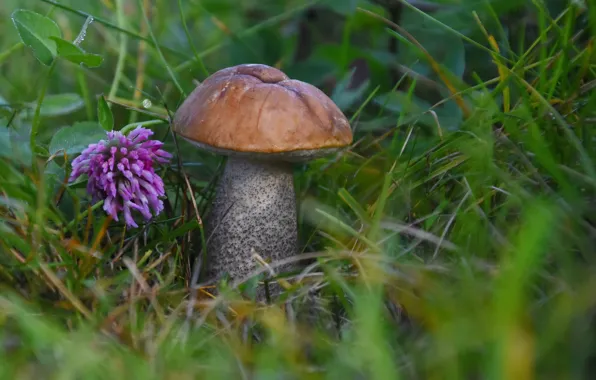 Autumn, nature, mushrooms