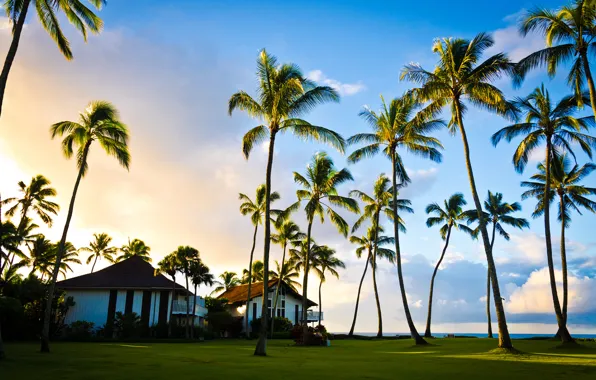 Summer, pacific ocean, tree, hawaii, palm, kauai