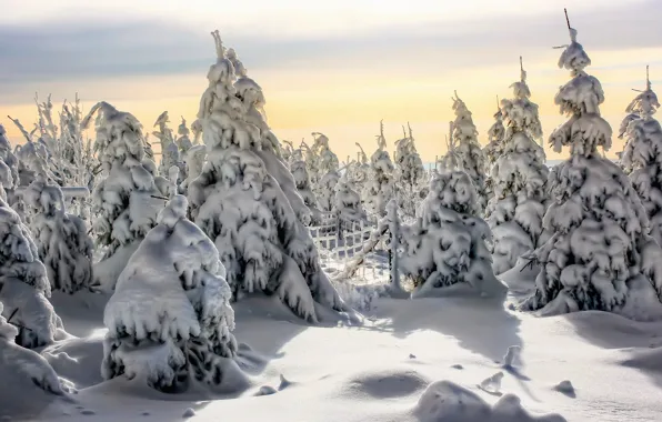 Winter, snow, tree