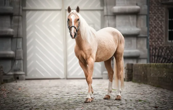 Picture nature, background, horse