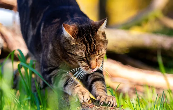 Language, cat, grass, cat, face, pose, grey, log