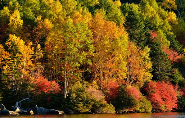 Autumn, forest, trees, lake, river, slope