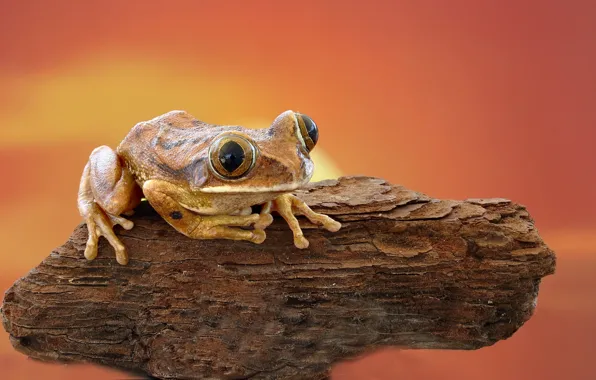 The sky, frog, bark
