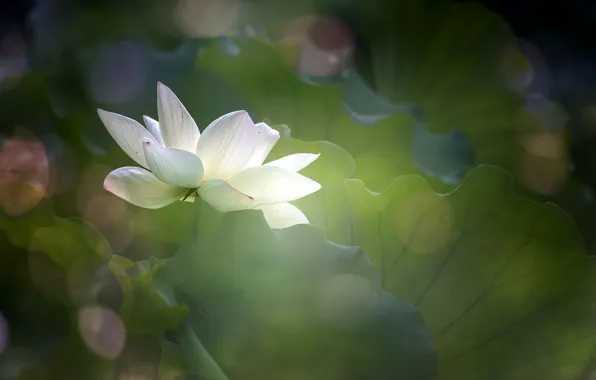 PETALS, GREENS, LEAVES, MACRO, THE LOTUS