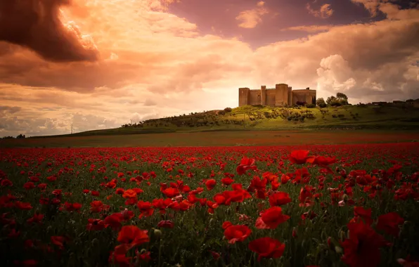 Field, summer, the sky, clouds, landscape, flowers, castle, Maki