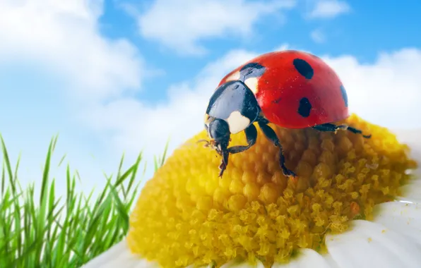 The sky, clouds, macro, flowers, green grass, ladybug, chamomile, petals