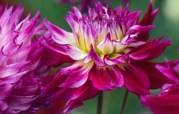 Macro, flowers, petals, dahlias, Wallpaper from lolita777